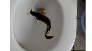 马桶堵塞别花100元请师傅，公公用一盆泥鳅，几分钟就搞定