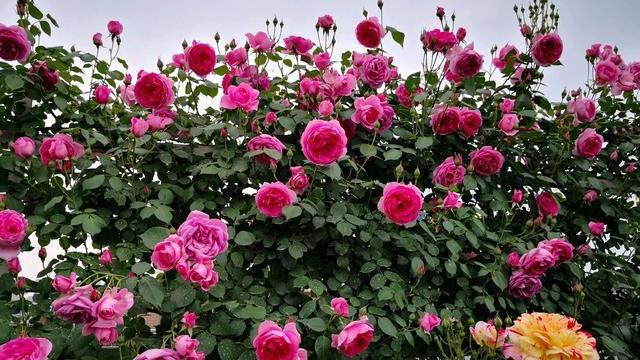 阿笨语录|进入9月，3种花要种起来了，早种早生长，来年开春就开花！