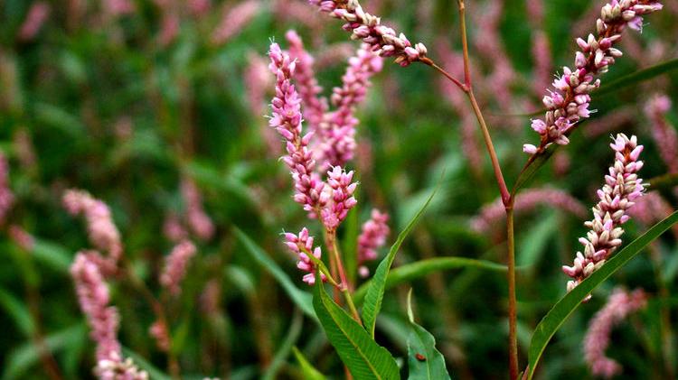 糕点|乡下一种植物，味道酷似“辣椒”，价值比较大，现在很稀有
