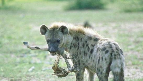 斑鬣狗 非洲的食腐动物，斑鬣狗其实只能垫底，其他三种动物才是主力