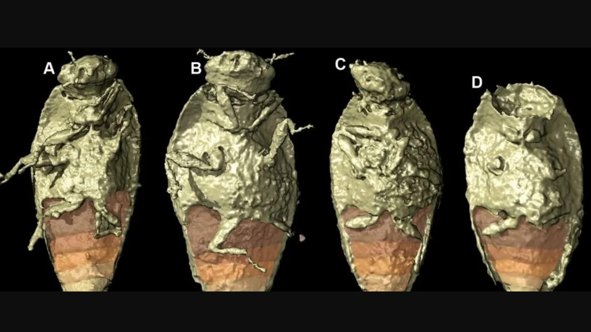 昆虫 在恐龙粪便中首次发现保存完好的三叠纪昆虫