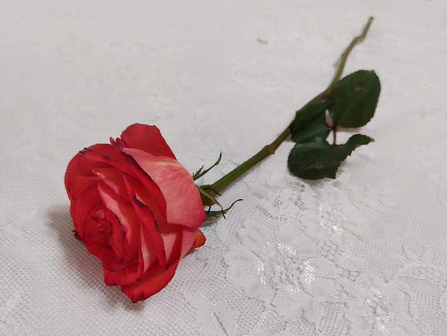 坦然的狐狸|男人若真爱，不用你试探，他藏不住