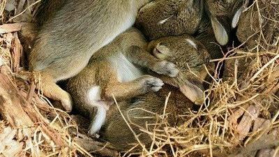 兔子 近亲繁殖的危害，似乎只有兔子能够避免！