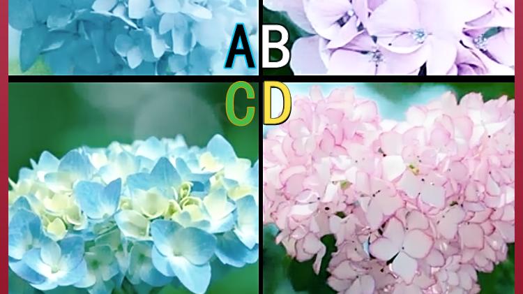 绣球花|心理情感测试：哪朵绣球花比较素雅？测你的前世是哪种身份？