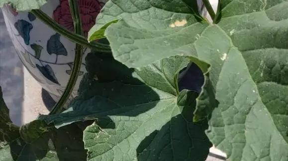 上官天竹 住顶楼的，楼顶公共区域可以种点花花草草吗？