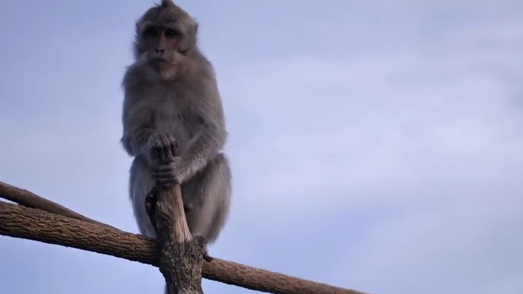 猴子对于人类来说很灵活，但是通常很容易被捕食者抓住。这使它们成为各种掠