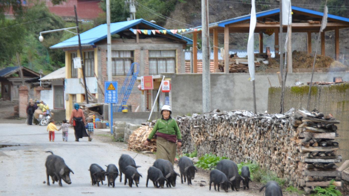 甘南讷讷--我的两个母亲