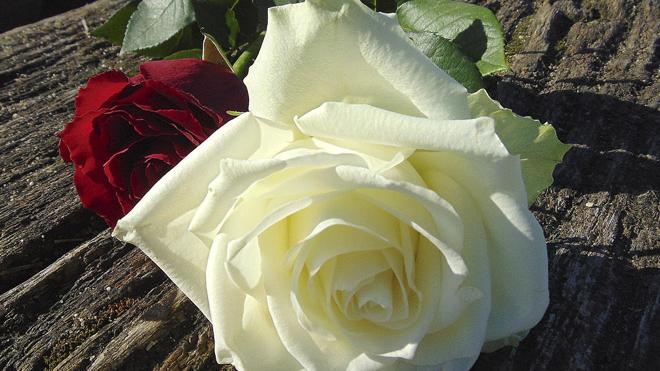 昕月蓝殇美文苑 你在心上，就是最美