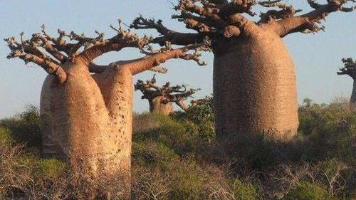 猴面包树 盘点神秘的生命之树，非洲猴面包树为什么被称超级水果