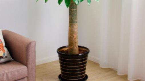 刚装修的新房子，摆上5种漂亮盆景，皮实好养上档次，还净化空气