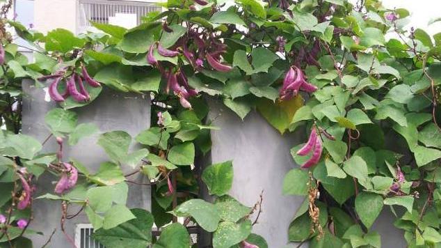 豆腐|在农村种一棵扁豆爬满整个院墙，吃上一个夏天，腌扁豆口味更独特