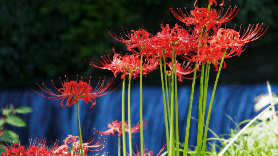 6个超简单小技巧让你拍出不一样的花花