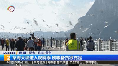 红嘴鸥|面粉、玉米粉、氢钙、鱼粉！成分多多、营养丰富、更加松软，海鸥宝宝你们的口粮已