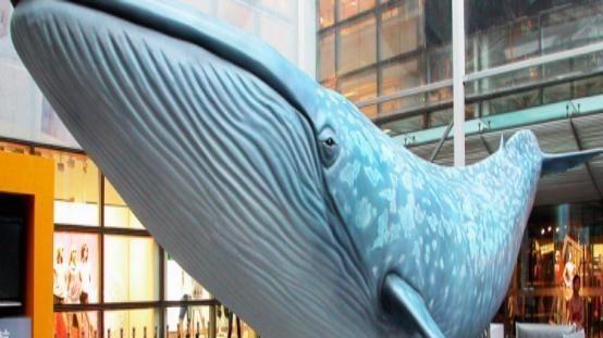 鲸鱼 150万美元的粪便：鲸鱼排泄量巨大，为何它的粪便价值超过黄金