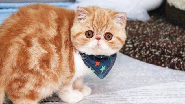 何沐青谈|?“寿命最短”的6种猫咪，有你正在养的吗？快来看看吧