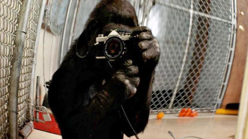 猩猩 人类是最聪明的吗？看看这只会手语的猩猩，答案在人们心中