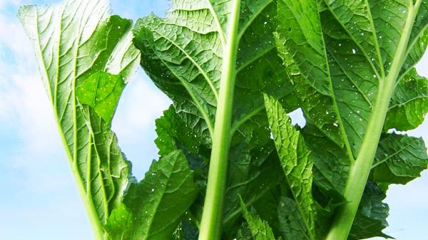 番茄|我最深刻的一道农家菜（咸菜）