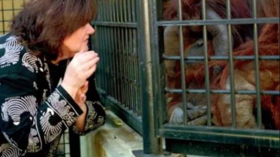 红毛猩猩 全球第一只上过大学的猩猩，自称想变成人类，却被囚禁30年