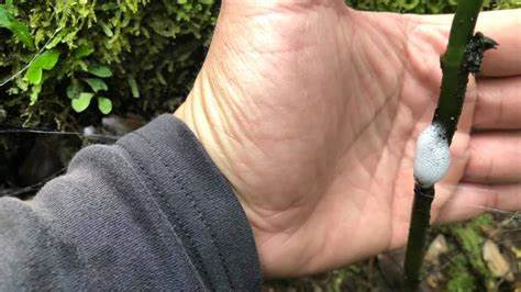 筱筱雨菲|植物上经常见到的“白色唾沫”，真是蛇的口水吗？到底有毒没有？