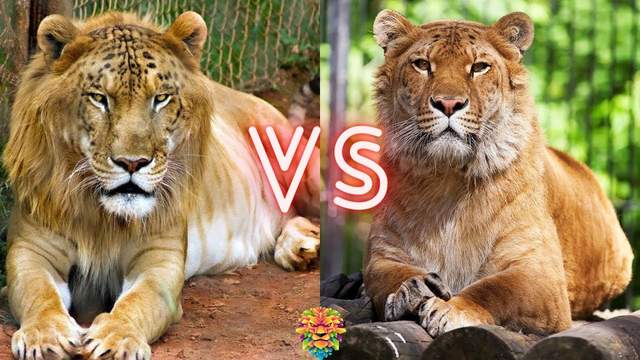 虎狮兽 狮虎兽vs虎狮兽，谁才是最强大的杂交猫科动物？