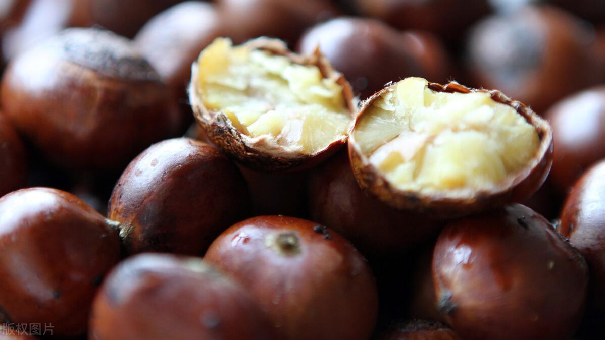 栗子|买栗子，选扁的还是圆的？果农：教你3个挑选技巧，个个软糯香甜