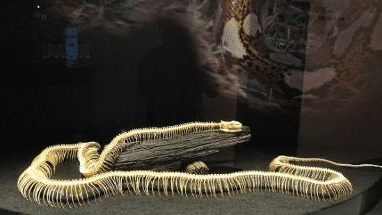蟒蛇 它是史上最大的蛇？平均长度可达13米左右，一般在水中生活