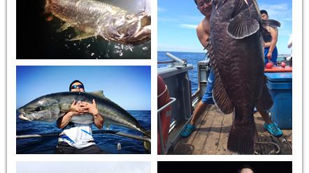 |我知道食人鱼没那么可怕，但不知道它们居然能怂到这个地步