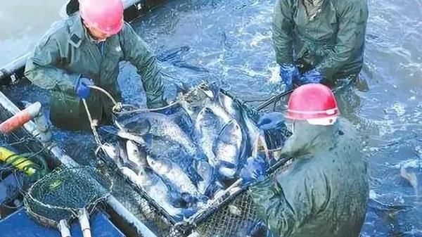 冬季水霉病的发生条件及防治措施