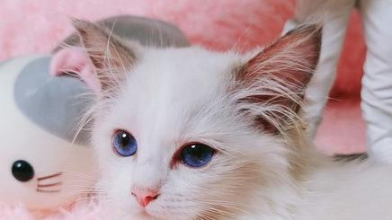 养猫冷知识你知道哪些，你家猫平时有注意这些吗？