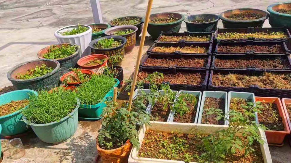 蔬菜|入冬了，家里有条件，可以种这4种蔬菜，想吃摘一把，鲜嫩又可口