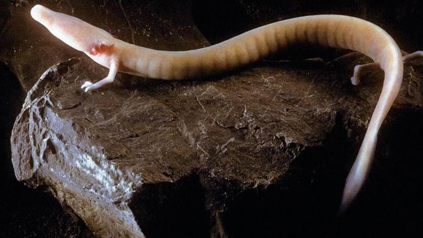 墨西哥湾 最像龙的神秘生物，“懒”到可以十年不吃不喝，洞螈为何还没灭绝