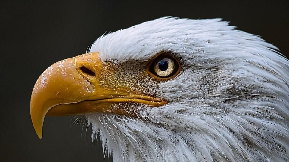 白头鹰，是北美洲的一种猛禽，你知道这些吗？