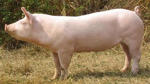 病原体 延续至今的猪，被认为是愚蠢的代名词，研究结果让人咂舌。