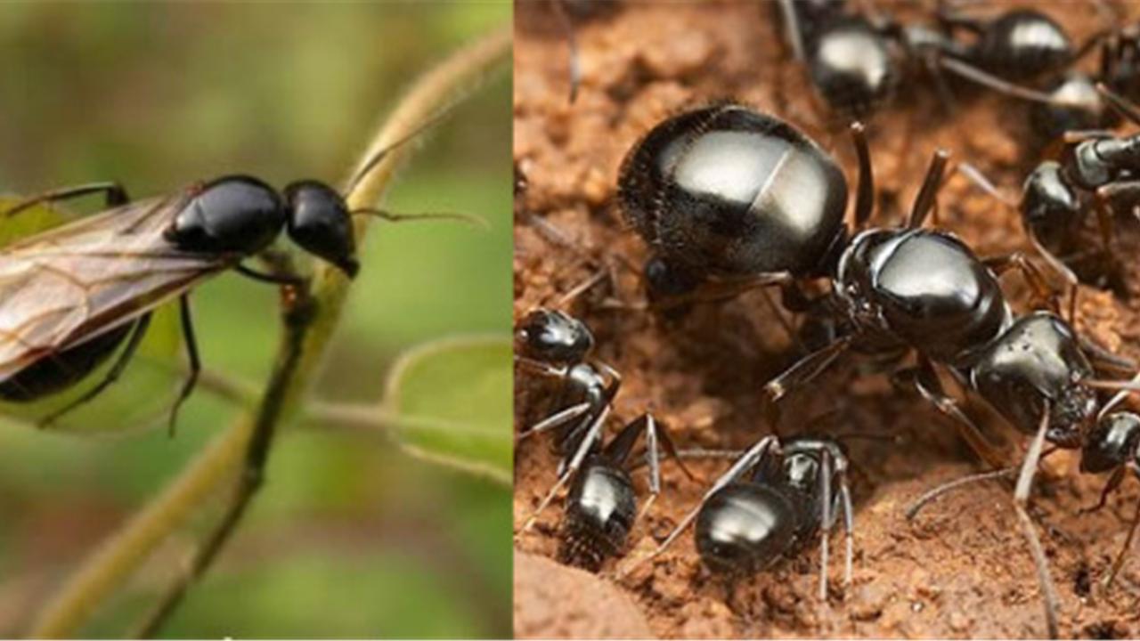 古生物学 为什么有的蚂蚁能进化出翅膀？蚂蚁眼中的世界，和人有什么不同？