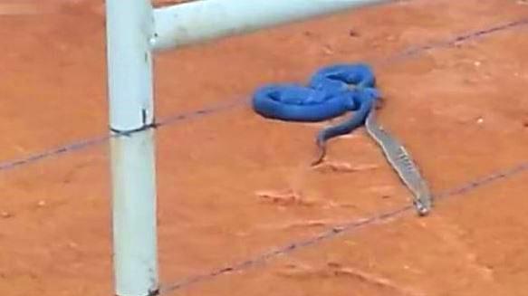 罕见蓝色与眼镜蛇相遇搏斗