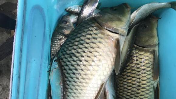 红薯|?寒冬钓鲤鱼攻略，水底地形是关键，饵料添加剂配方分享