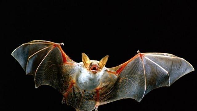 蝙蝠 若是将蝙蝠消灭干净，会造成啥毁灭性后果？科学家早就给出答案