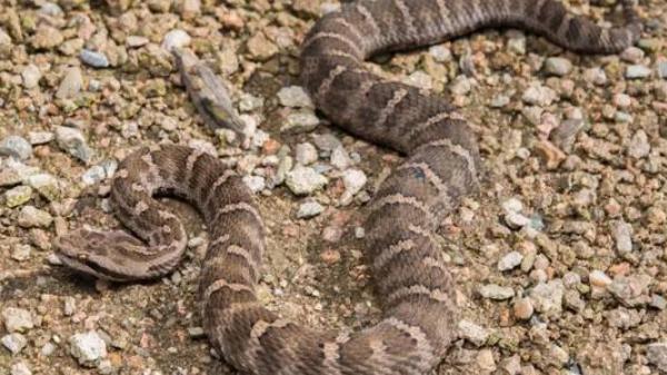 毒蛇 土公蛇是什么蛇？为何说是国内最毒的蛇？它的毒性真有那么恐怖吗