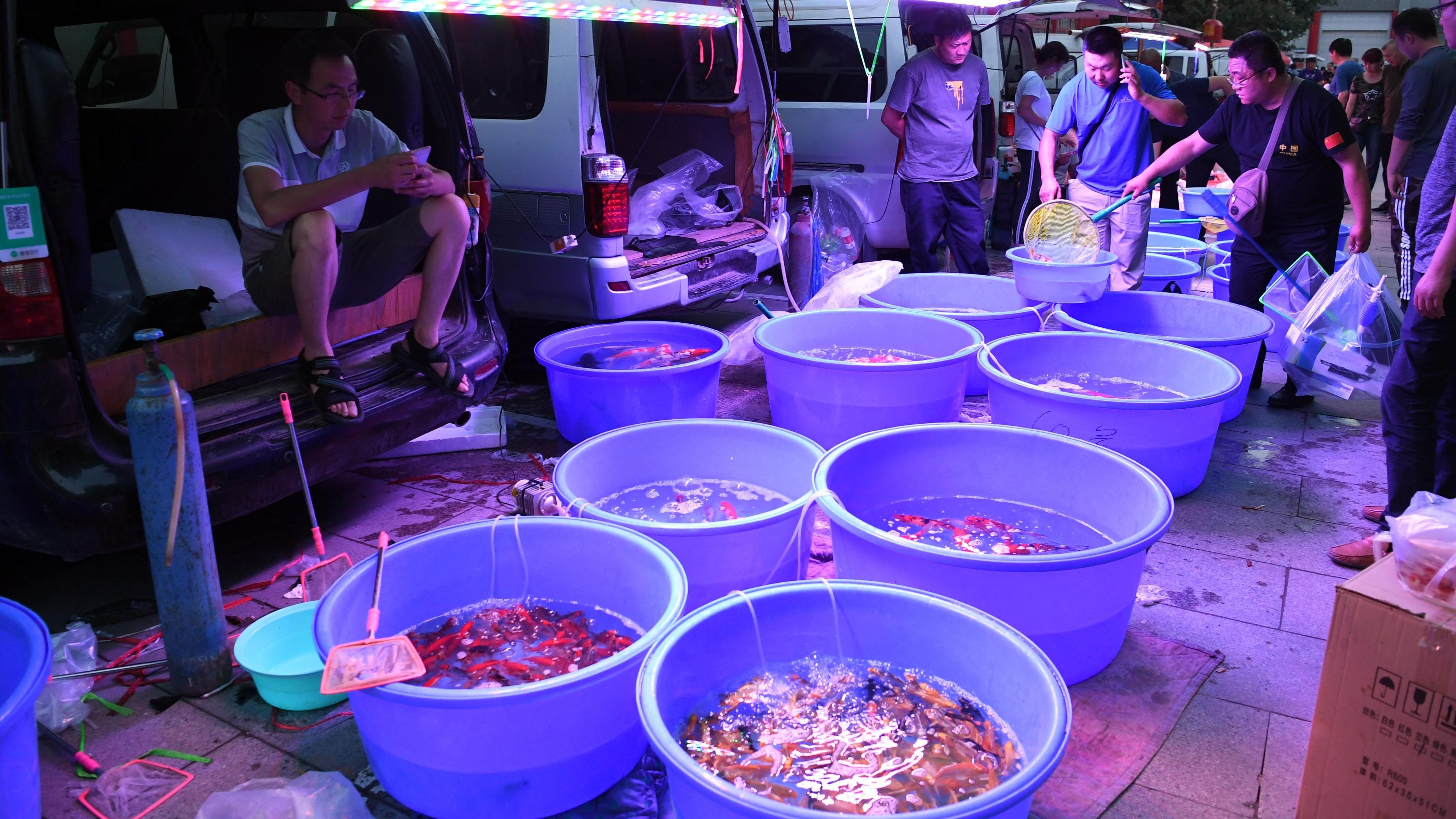 筱筱雨菲|菜市场的鱼贩子为什么都喜欢用黑色塑料袋？