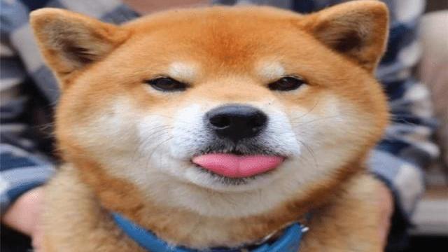 芷兰小时光|喂养宠物犬和普通狗的根本区别在哪里，如何准确定义宠物犬