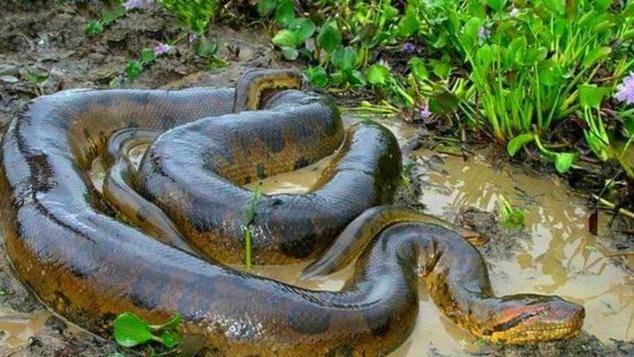 地球在5500万年前发了一次“高烧”，孕育了史上最大的蛇