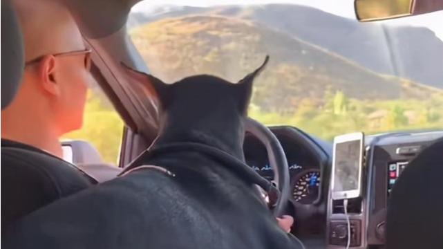 乐嘉|乐嘉近况被曝生活滋润，养万元纯种大型犬！因劣迹太多曾被封杀！