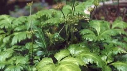 补钙|乡下路边2种野草，一种比胆汁苦，一种比辣椒辣，现在价值珍贵