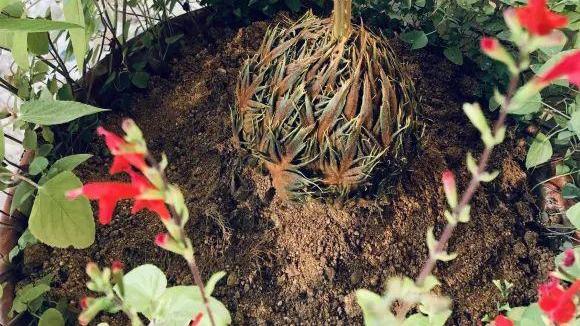 男子花100元买盆花，警察半夜找上门，结果悲剧了