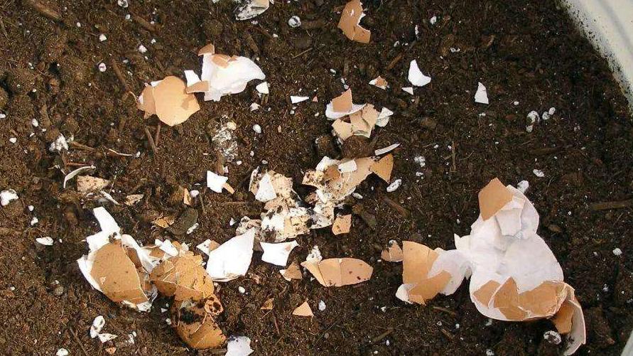 这种厨房垃圾不能扔，加工后养花，比花钱买的肥还温和好使