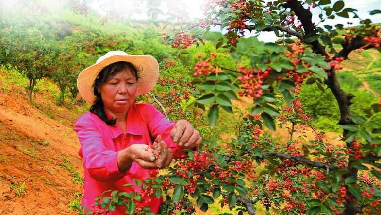 包子|外婆家的“花椒叶炒南瓜”