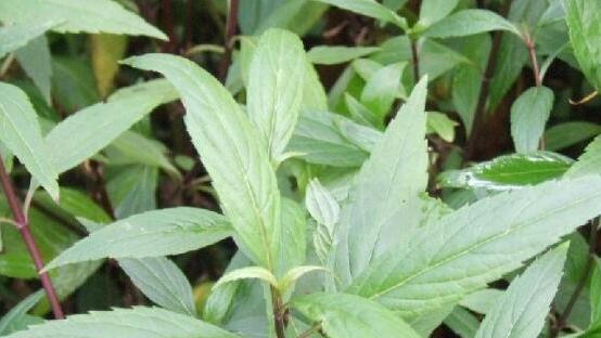 野菜 路边不起眼的野菜，营养价值很高，常吃能减肥瘦身、健脑益智
