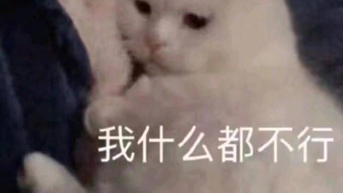 桉月|喵喵的日常