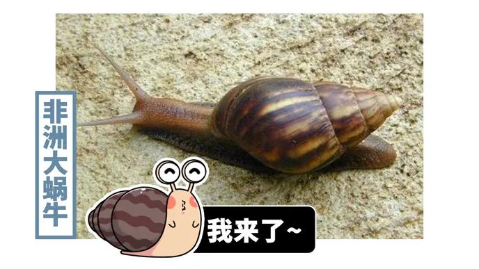 非洲大蜗牛 雌雄同体、满身脏物，这种蜗牛一度让中国吃货们害怕，直到它变