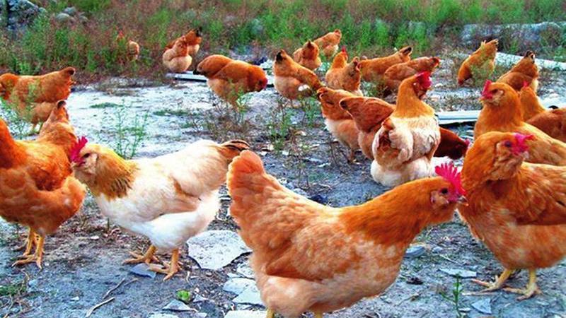 鸡蛋，鸭蛋，鹅蛋，为什么只有咸鸭蛋而没有咸鸡蛋、咸鹅蛋？